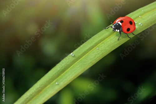 Red Realistic Beautiful Ladybird Walking on Green Grass Leaf in the Morning. 3d Rendering