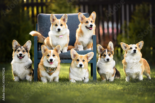 seven corgi dogs posing together outdoors in summer