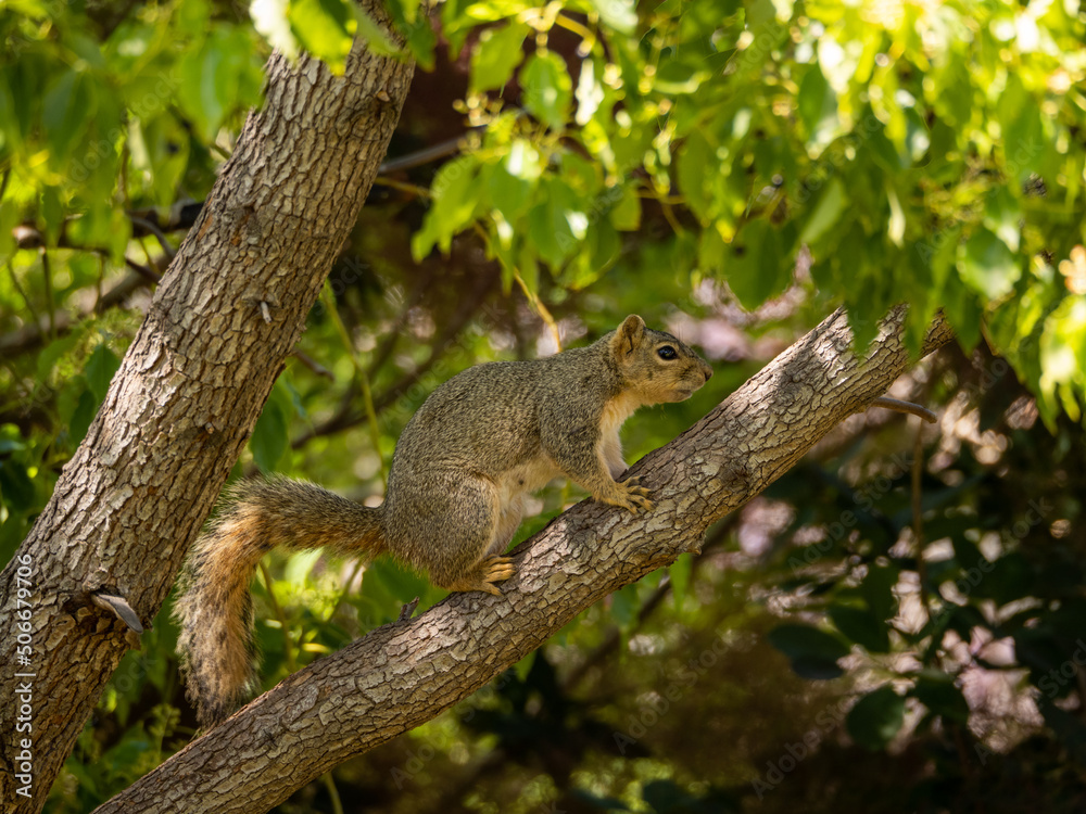 Squirrel on branch of tree