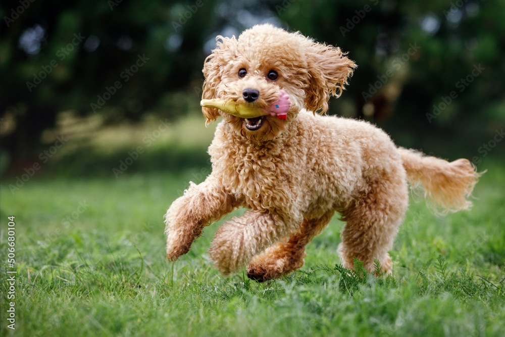 Golden toy poodle top
