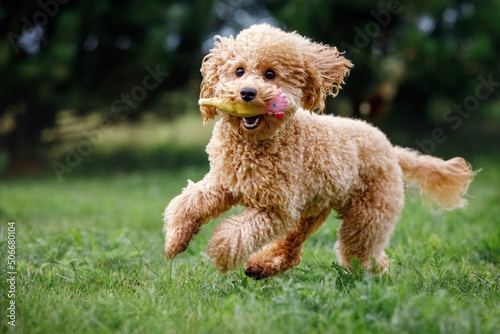 Apricot toy poodle frantically running towards the camera, very happy, playing, trained, on green grass in a park. Golden hair puppy biting a soft rubber toy in mouth. Poodle miniature