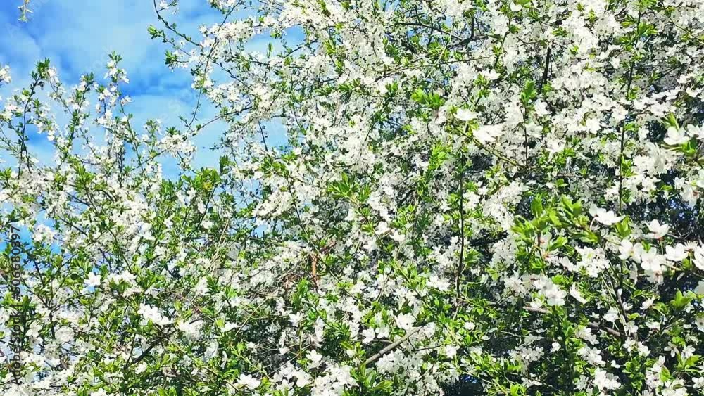 White blooming cherry flowers and buds on branch with green leaves and blue sky close-up.Lots of white flowers in sunlight spring sunny day. Beautiful natural background from cherry blossom tree. White blooming cherry flowers and buds on branch with green leaves and blue sky close-up.Lots of white flowers in sunlight spring sunny day. Beautiful natural background from cherry blossom tree.