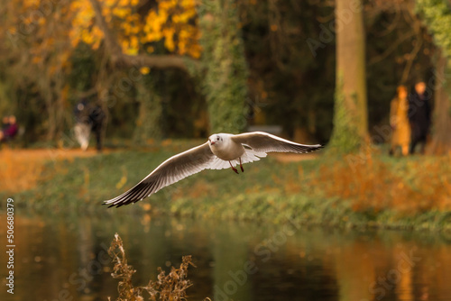 the bird flies over the park