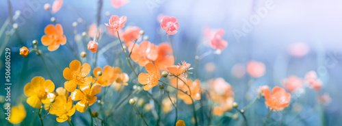 Wild flowers grass background. Meadow nature. Pastel colours. in the rays of summer sun in spring. Close-up macro. Picturesque colorful art image with soft focus. Background banner