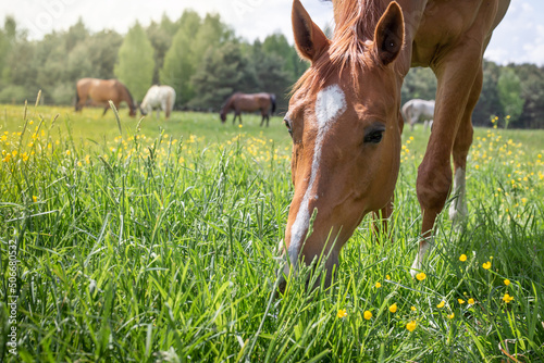 Fototapeta Naklejka Na Ścianę i Meble -  Portrait of a beautiful chestnut horse. It grazes among spring wild flowers and tall grass against the background of horses and forest. A natural summer scene in the meadow