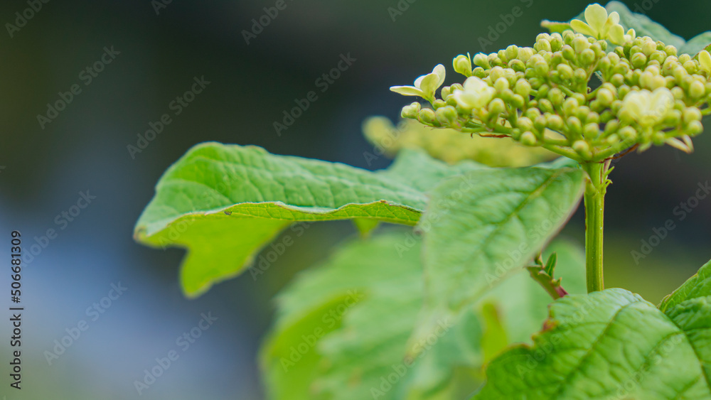 Nature, plants and flowers.