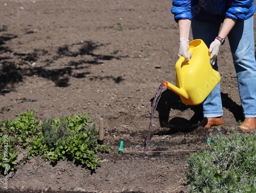 Soil cultivation in the garden with water with potassium permanganate before planting vegetable seeds photo