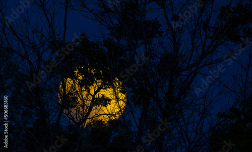 Rising orange moon with tree branch silhouettes on the cloudy night sky