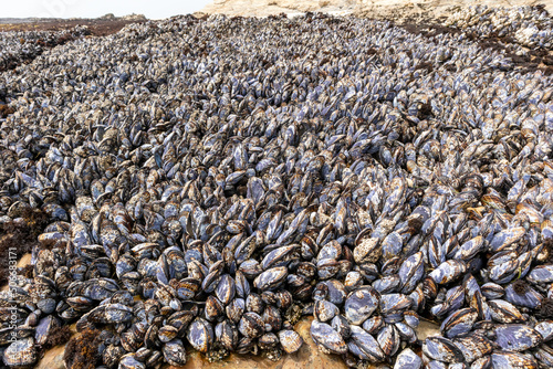 Wild black mussels growing close together on coastal rocks in J V Fitzgerald Marine Reserve, California photo