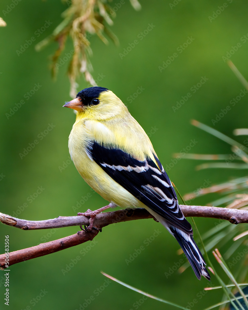 Obraz premium American Goldf Photo and Image. Close-up profile view, perched on a branch with a blur green background in its environment and habitat and displaying its yellow feather plumage. Finch Photo and Image.