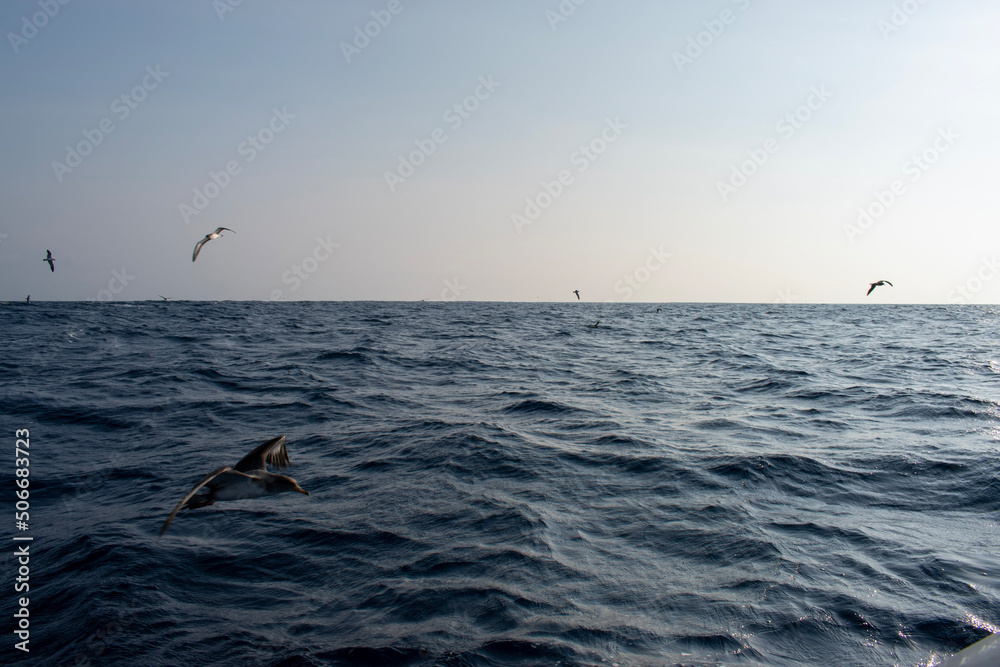 Fototapeta premium kite surfing in the ocean
