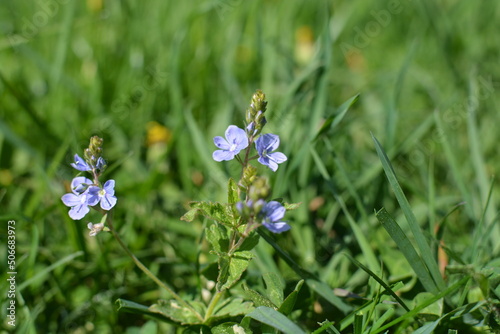 blue flowers 