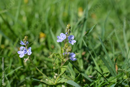 blue flowers 