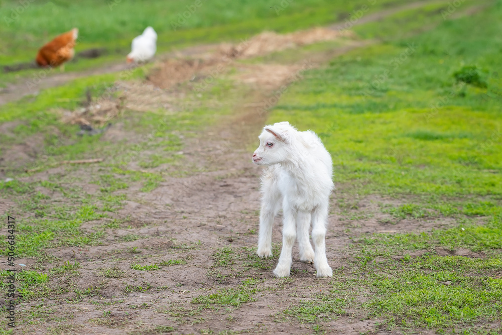 small goat in a field of wheat..