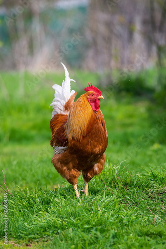 Slika na platnu A rooster and a free-range chicken on the grass in the countryside