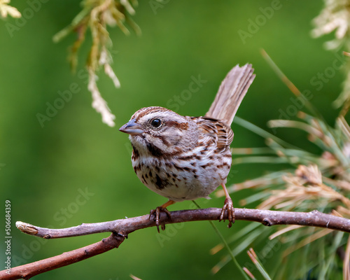 White-throated Sparrow. Female perched on a branch with blur green background in its environment and habitat surrounding and displaying brown feather plumage, tail, beak, eye.