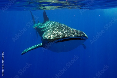 Huge whale shark swimming near Hawaii