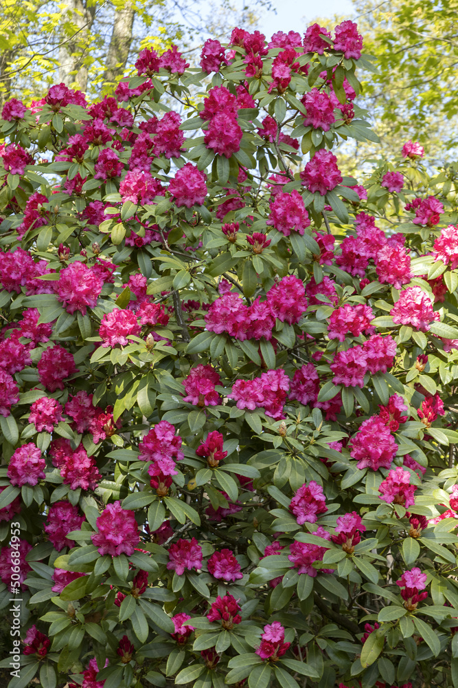 Rhododendron rouge