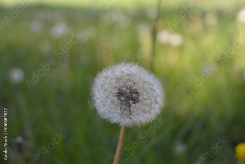 flowers in the field