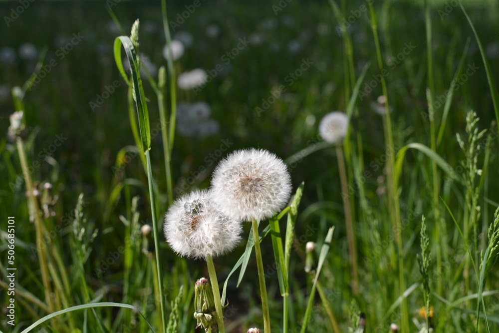 flowers in the field flowers in the field
