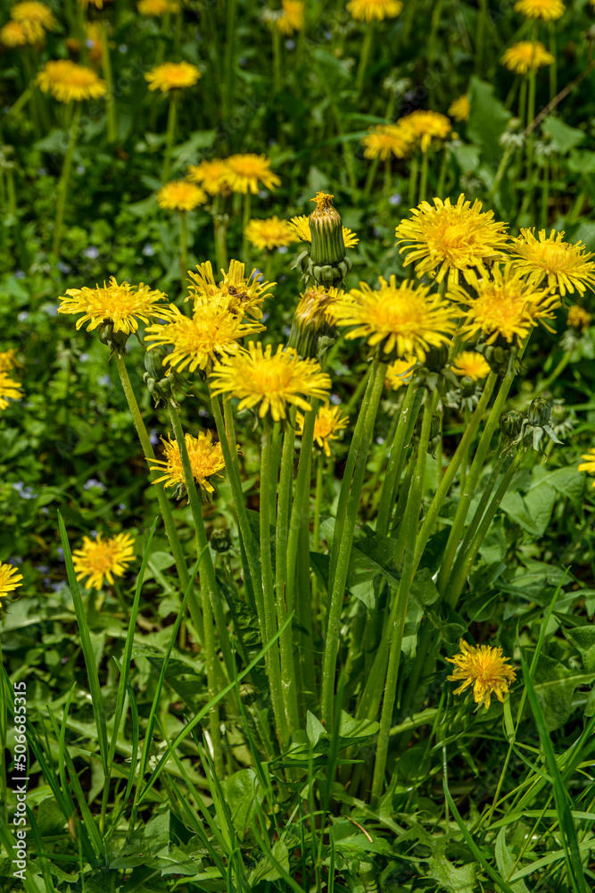 Close-up view of beautiful bright yellow blooming dandelions Close-up view of beautiful bright yellow blooming dandelions