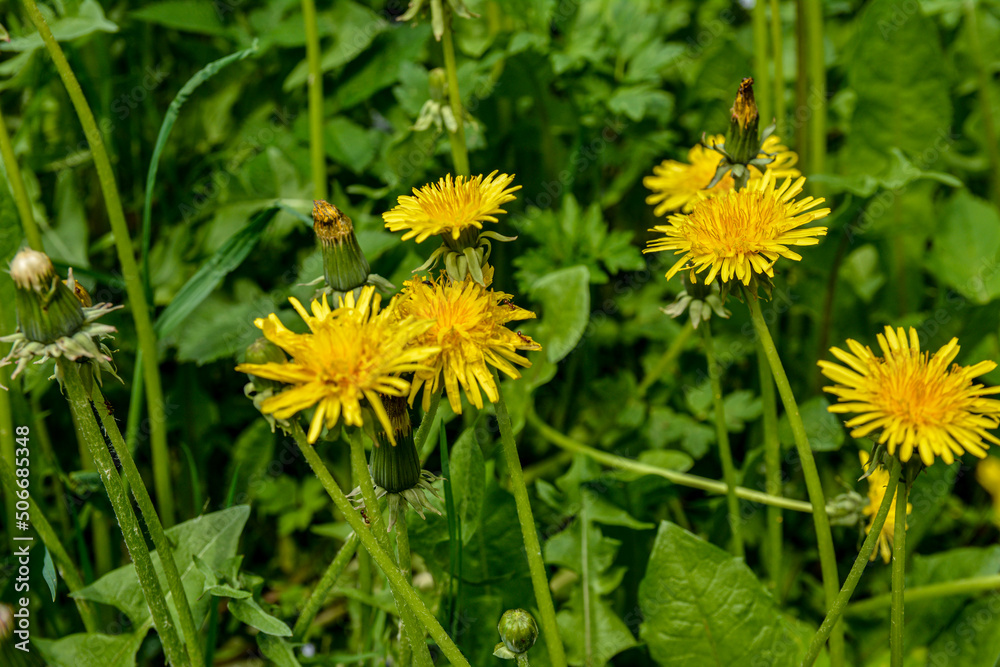 Close-up view of beautiful bright yellow blooming dandelions Close-up view of beautiful bright yellow blooming dandelions
