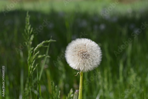 flowers in the field