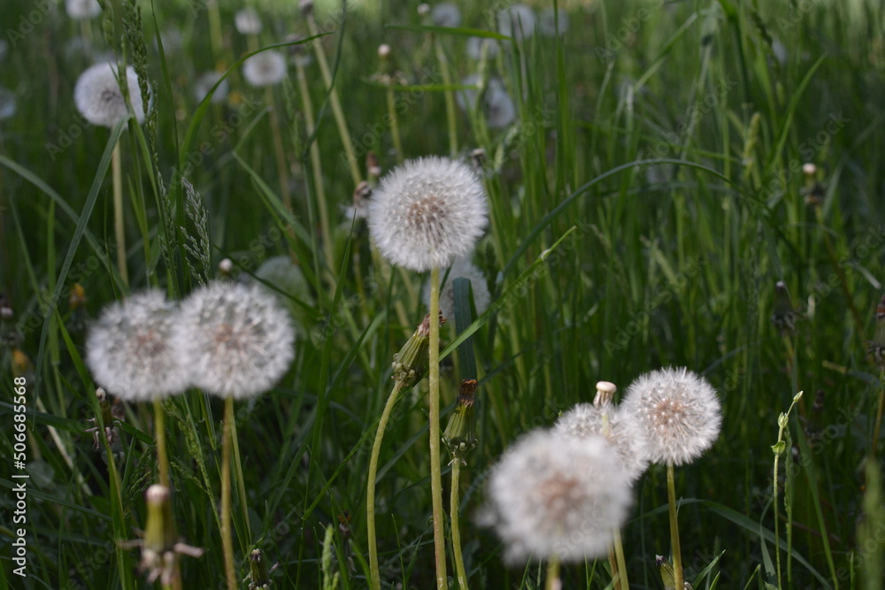 flowers in the field flowers in the field