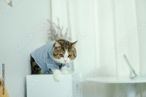 scottish cat in pajamas cloth during play at home with softfocus woman in pajamas cloth background