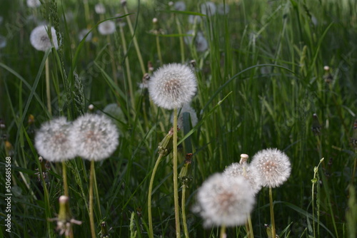 flowers in the field