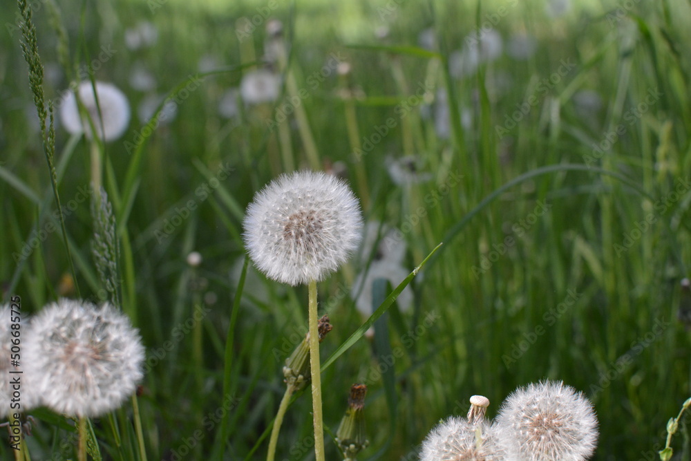 flowers in the field flowers in the field