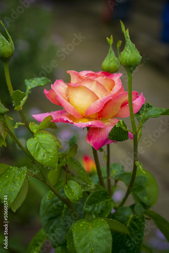 Close up of bulgarian rose which looks amazingly beautiful in garden. Rain drops cover the leaves.