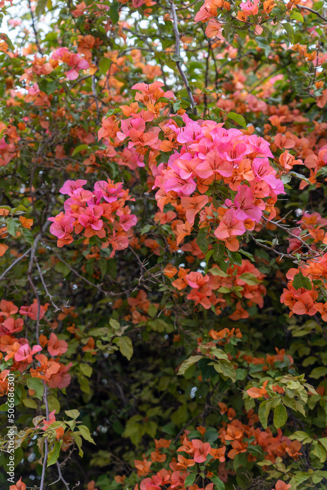 Red flowers on the tree