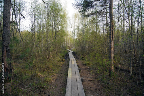 Wooden trail on beautiful sunny day. Nature of Estonia