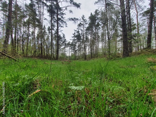 Fototapeta Naklejka Na Ścianę i Meble -  las