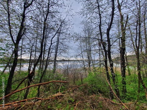 Fototapeta Naklejka Na Ścianę i Meble -  Las jezioro 