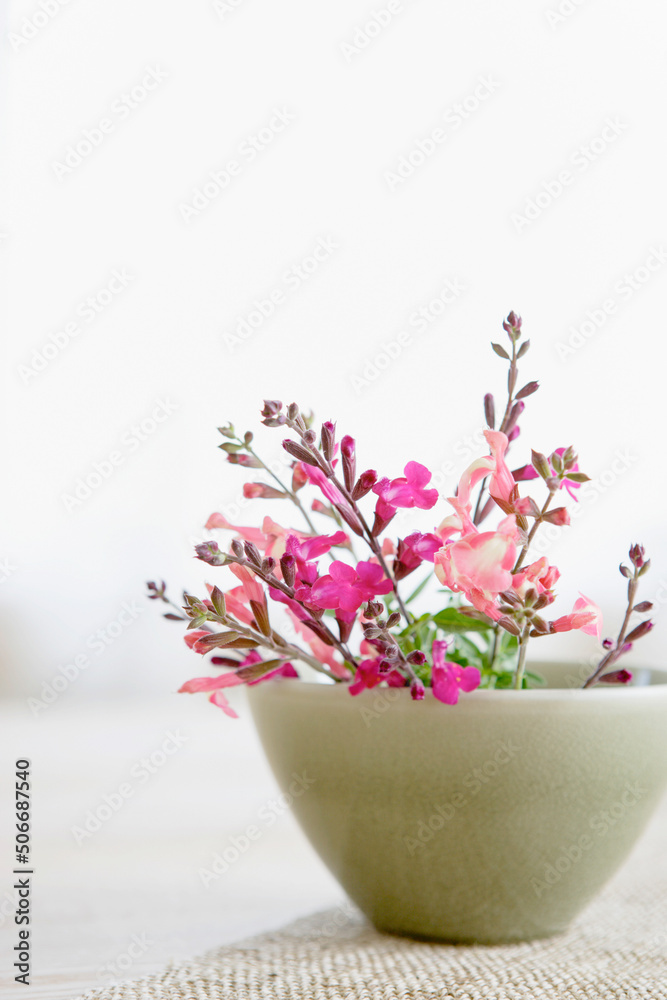 陶器の器に入ったチェリーセージの花