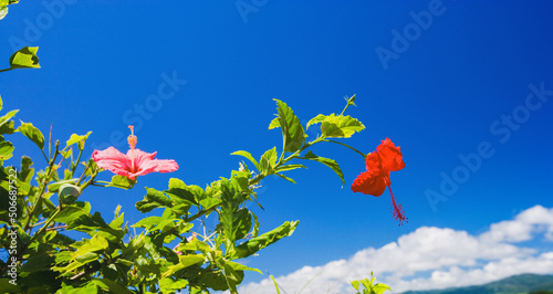 沖縄県石垣島のハイビスカスの花と青い海と空