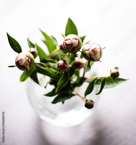 Pink peonies flowers in glass vase