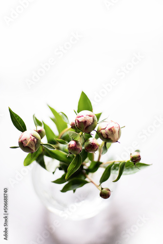 Pink peonies flowers in glass vase