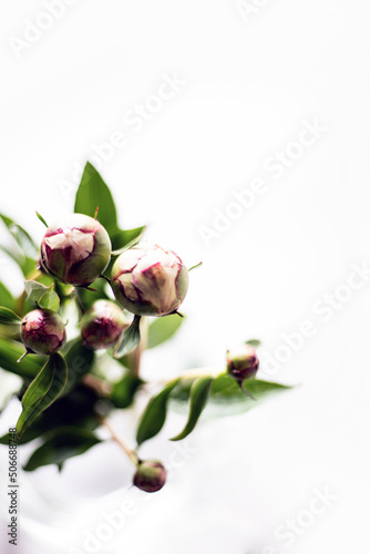 Pink peonies flowers in glass vase