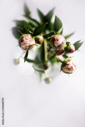 Pink peonies flowers in glass vase