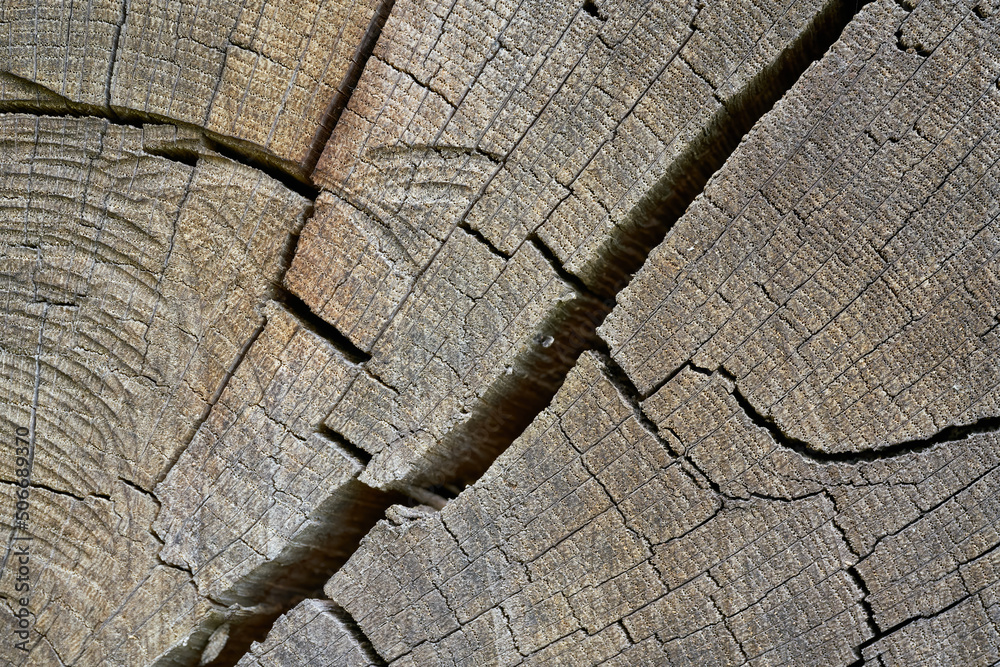 Wood of an old weathered oak with cracks and annual rings - obrazy, fototapety, plakaty 