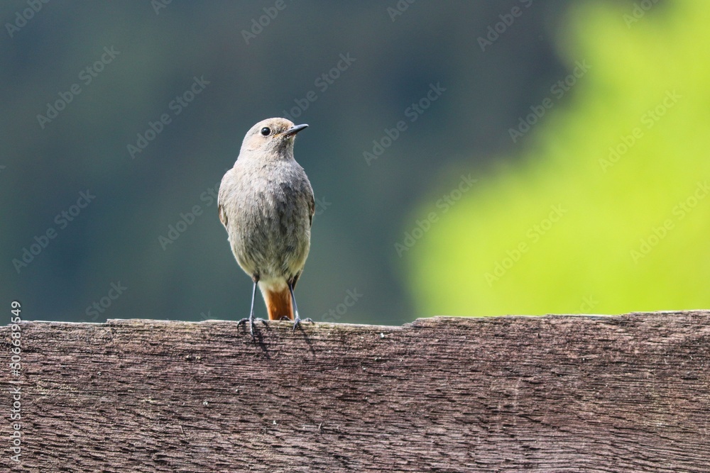 Naklejka premium Rotschwänzchen sitzt auf Holz