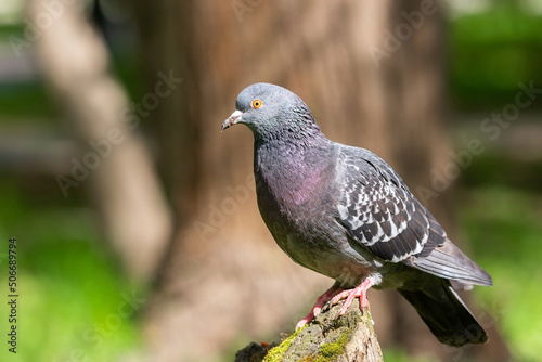 Beautiful pigeon bird standing on grass..