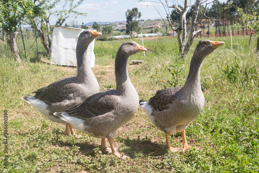 Three geese looking to the right side with grass and trees in the background Three geese looking to the right side with grass and trees in the background