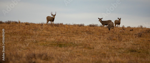 Canvastavla Mule deer herd on the ridge above