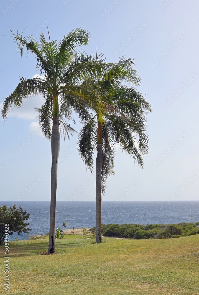 Tropical background with two palm trees and rolling hills along the coast, blue ocean and blue sky with white clouds in the background