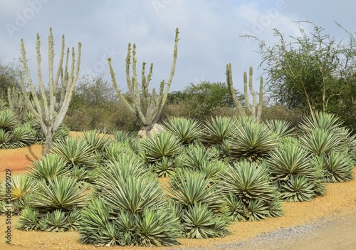 Group of different sized variegated Sisal Agave plants with finger cactus in the background in a tropical garden