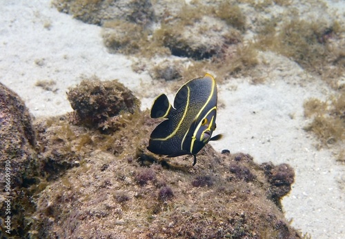 Underwater images of a French Angelfish near the sandy ocean bottom, swimming towards the camera